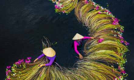 16 Breathtaking Photos Of Farmers Harvesting Waterlilies From The Mekong Delta
