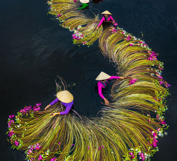 16 Breathtaking Photos Of Farmers Harvesting Waterlilies From The Mekong Delta