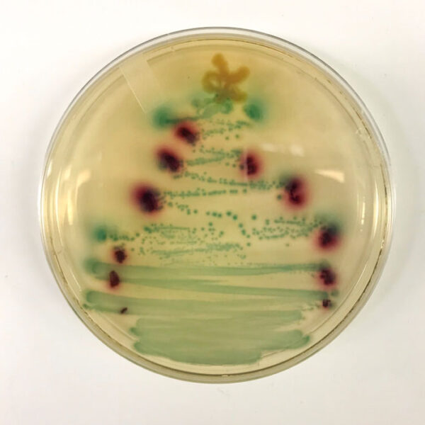 Christmas tree bacteria