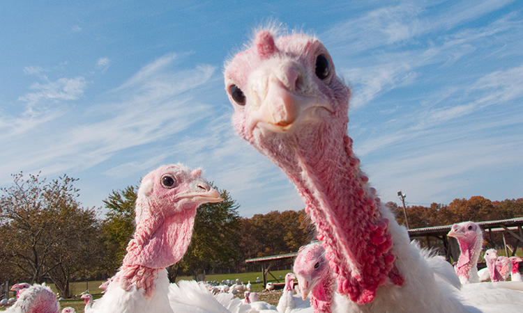 welfare of turkeys destined for a Thanksgiving plate